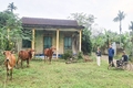 Dự án hỗ trợ người dân chăn nuôi bò vàng ở Hướng Hóa: Bò giống gầy yếu, không tuân thủ quy trình phòng dịch