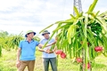 Vĩnh Linh mở rộng diện tích sản xuất lúa theo hướng hữu cơ