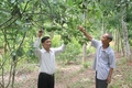 Phát triển nông nghiệp theo hướng bền vững ở Hướng Hóa