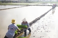 Vĩnh Linh mở rộng diện tích sản xuất lúa theo hướng hữu cơ