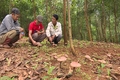 Triển khai trồng nấm linh chi đỏ dưới tán rừng keo lai và cà phê