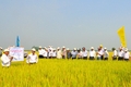 Giải pháp tích tụ ruộng đất, hình thành vùng sản xuất ở Triệu Phong