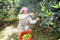Giải pháp tích tụ ruộng đất, hình thành vùng sản xuất ở Triệu Phong