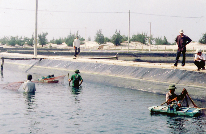 Thu hoạch tôm nuôi trên cát ở Hải Ninh.