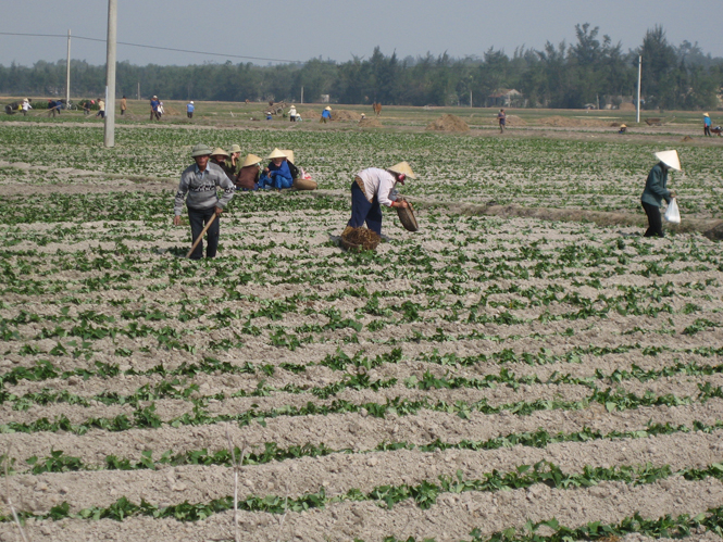   Bà con nông dân phường Quảng Phúc triển khai trồng khoai lang vụ đông-xuân