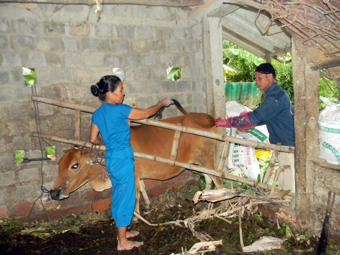 Ông Dúy thực hiện thao tác dẫn tinh cho bò.