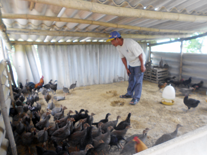 Tái đàn gia súc, gia cầm đang được người dân thực hiện để phục vụ thị trường Tết Nguyên đán.