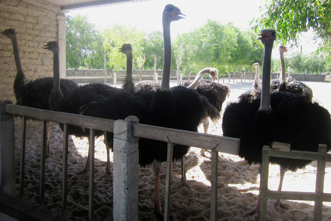 Đẩy mạnh phát triển các mô hình chăn nuôi mới để tăng thu nhập cho người dân, góp phần xây dựng NTM (trong ảnh: Một mô hình nuôi đà điểu cho thu nhập cao).