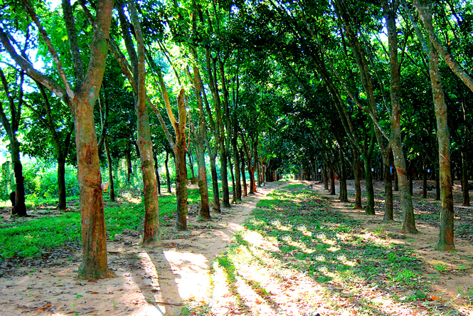 Rừng cao su của công ty.