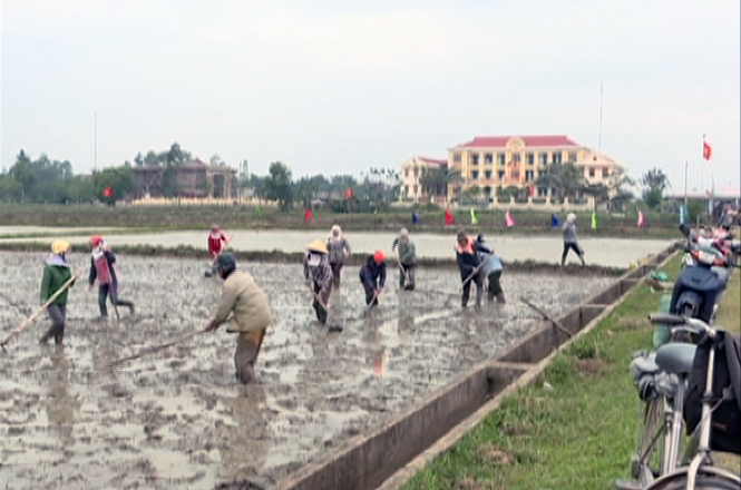 Sau lễ hội người dân Lộc Ninh nhanh chóng bắt tay vào sản xuất vụ đông-xuân 2015 - 2016.