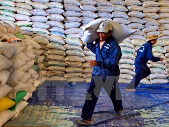 Bốc xếp gạo xuất khẩu ở Hậu Giang. (Ảnh: Duy Khương/TTXVN)
