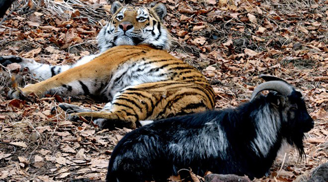 Chú hổ Amur rất quan tâm tới Timur. (Nguồn: Sputnik)