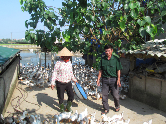 Ảnh 7 : Mỗi năm trang trại tổng hợp của vợ chồng ông Nguyễn Trọng Luyến mang lại thu nhập hàng trăm triệu đồng.