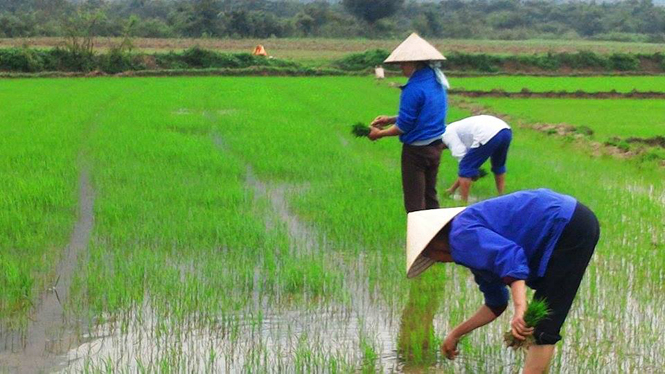 Ảnh 3 : Bà con nông dân tỉa dặm lại lúa sau rét.