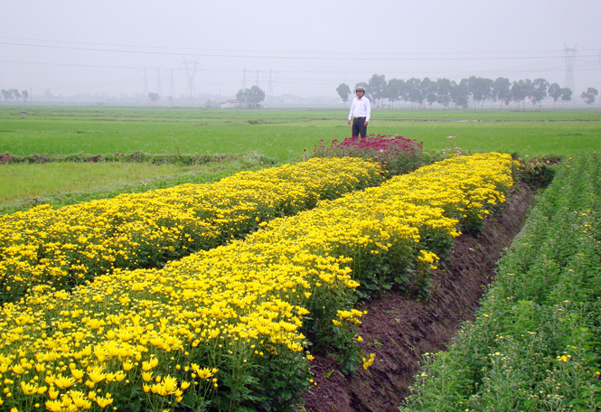 Ảnh 2 : Làng hoa Quảng Long.                         Ảnh: P.V