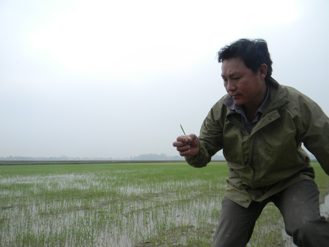 Không phát hiện sâu bệnh trên cây lúa