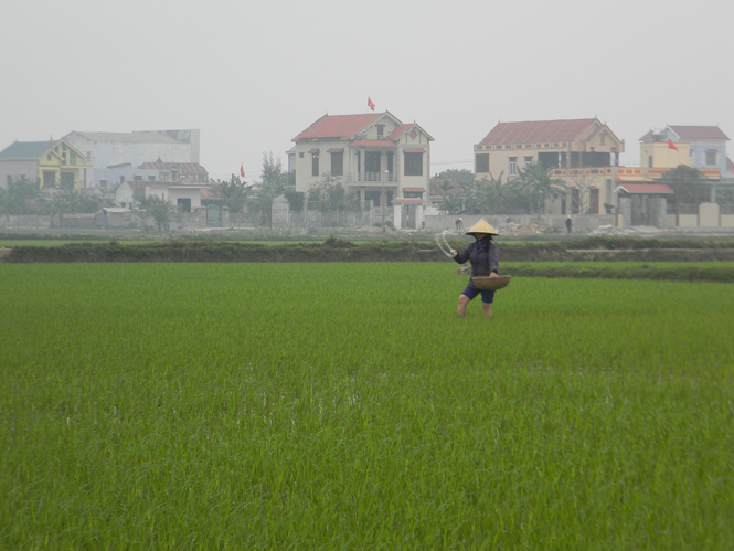 Bà con nông dân đang bón thúc cho diện tích lúa gieo trà đầu.