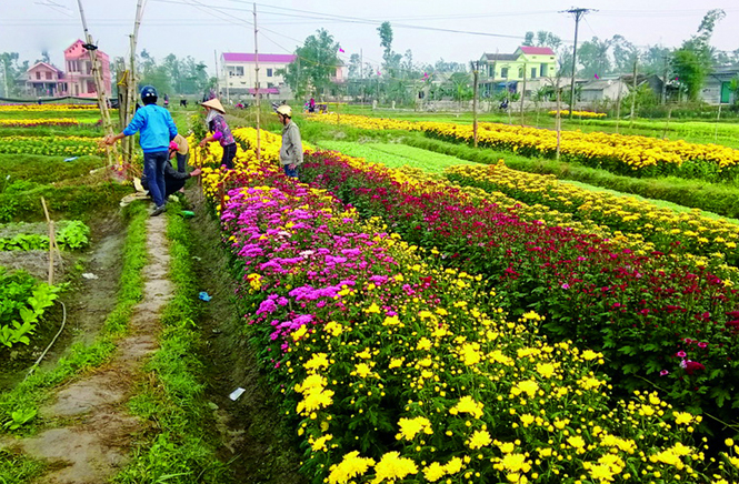 Mô hình chuyển đổi đất trồng lúa kém hiệu quả sang trồng hoa tại phường Quảng Long.