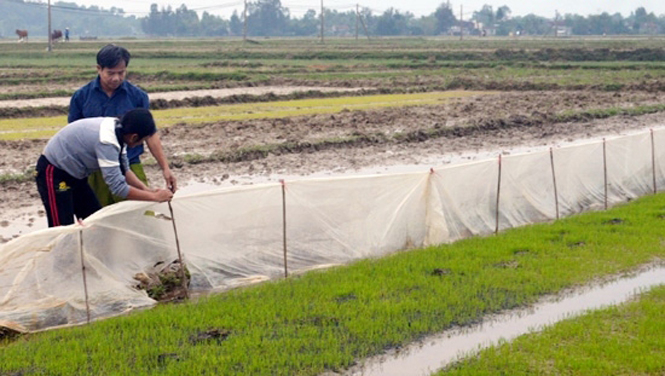 Dùng lưới ngăn chặn chuột không vào ruộng