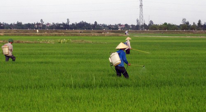 Kịp thời phát hiện và phun thuốc diệt sâu bệnh.