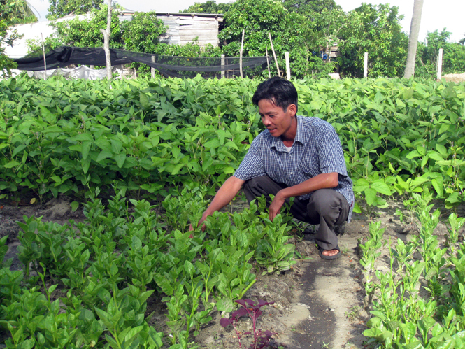 Nông dân Lệ Thủy phát triển diện tích hoa màu cho thu nhập cao.