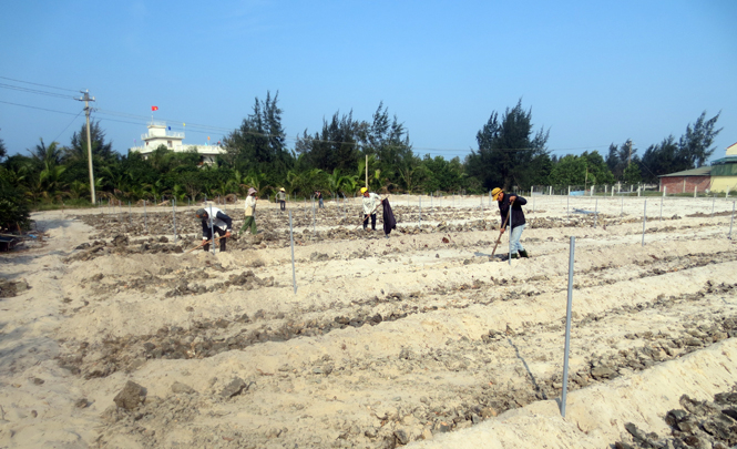 Đầu ra ổn định sẽ kích thích sản xuất các sản phẩm nông sản sạch.