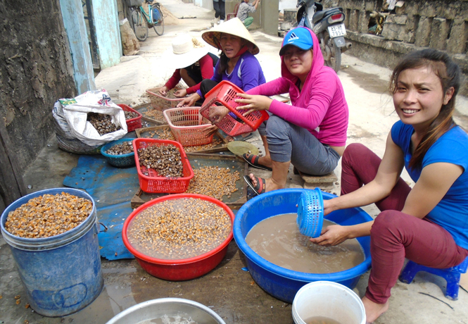 Chế biến sò biển.