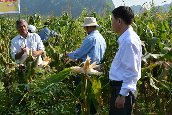 Tăng diện tích trồng ngô để chủ động nguồn thức ăn chăn nuôi.