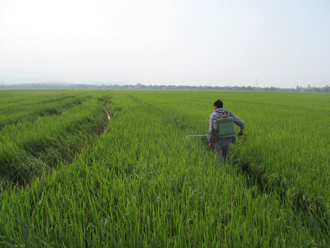 Bà con nông dân tích cực ra đồng phun thuốc phòng trừ rầy.
