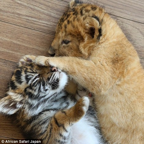  Chúng quấn quýt nhau không rời. (Nguồn: Daily Mail)