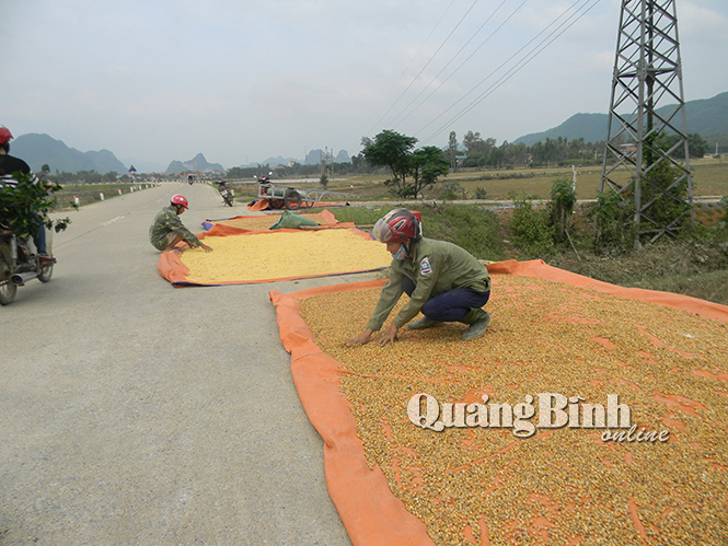 Người dân đem lương thực bị ngâm nước lũ ra phơi.