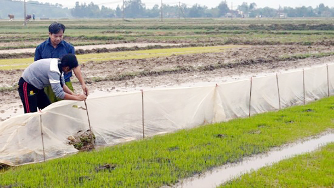 Nông dân xã Gia Ninh (Quảng Ninh) làm hàng rào ni lon phòng ngừa chuột phá hoại.