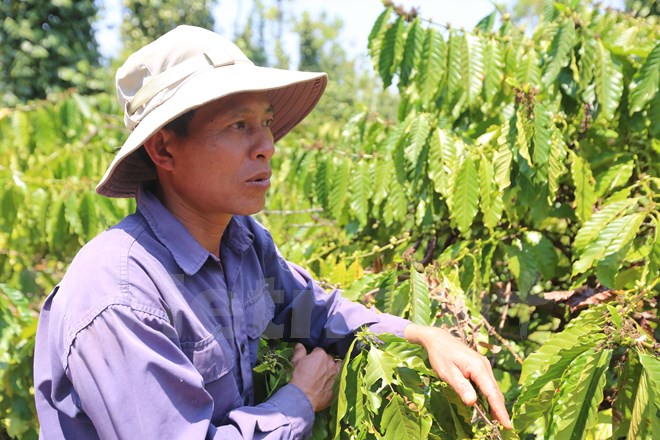  Anh Nguyễn Công Đức và vườn càphê xanh mướt của mình. (Ảnh Minh Sơn/Vietnam+)