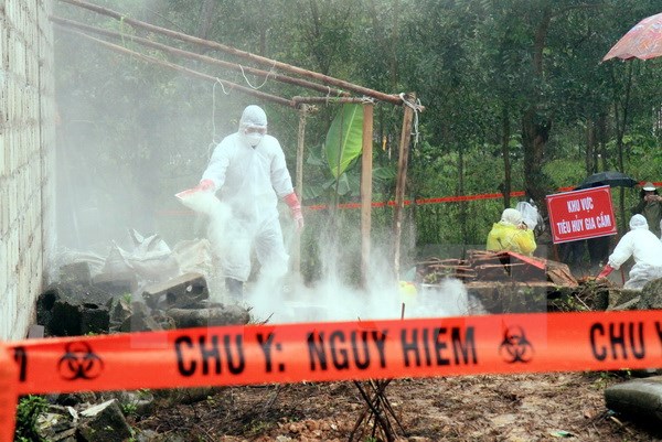 Cán bộ thú y tổ chức khử khuẩn và tiêu hủy gia cầm nghi mắc bệnh. (Ảnh: Thái Thuần/TTXVN)