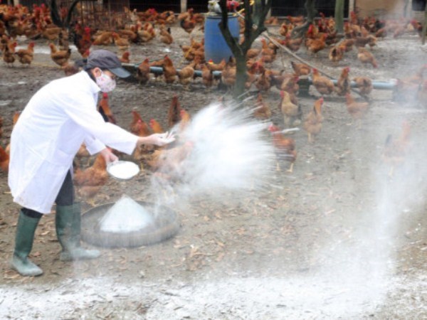 Rắc vôi bột phòng chống dịch bệnh tại khu vực trang trại chăn nuôi. (Ảnh: Đình Huệ/TTXVN)