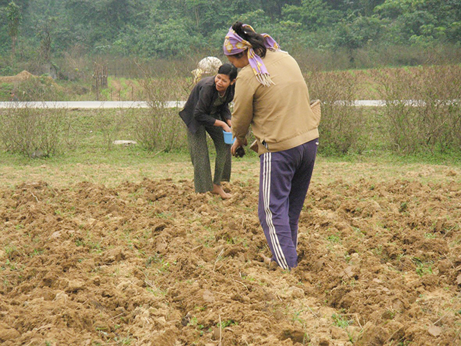 Xuống giống lạc hè-thu ở Minh Hóa.