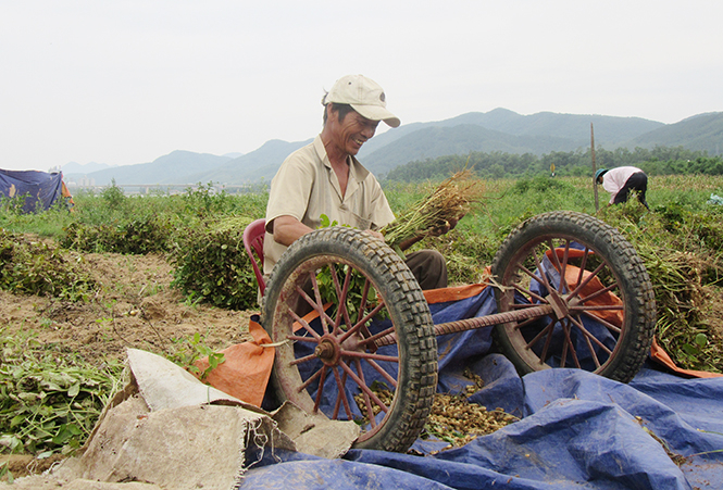 Năm nay bà con Cảnh Hóa tiến hành sơ chế, phân loại lạc ngay tại ruộng.