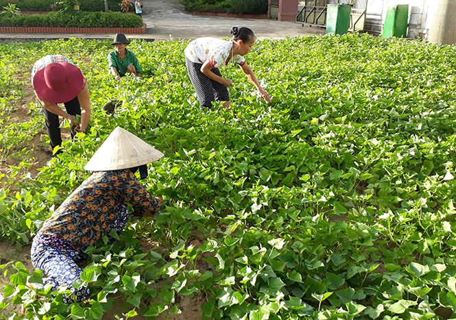Các cụ già ở Trung tâm Bảo trợ xã hội chăm sóc vườn rau...