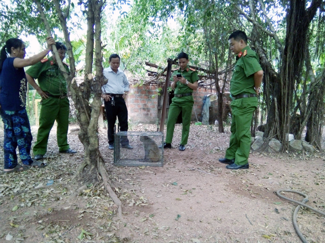 Khỉ đuôi vàng được bà Dương Thị Hải Dương giao nộp cho cơ quan chức năng.