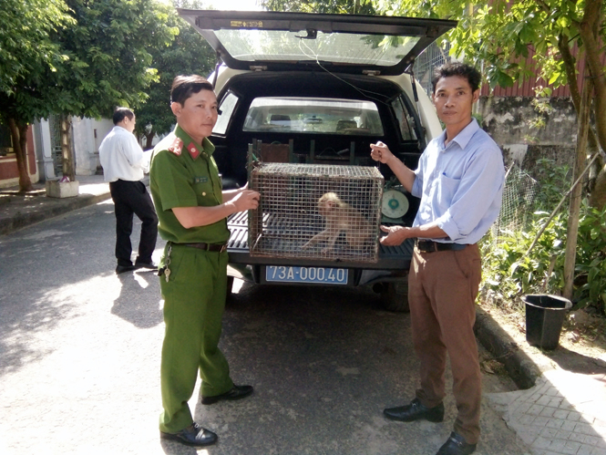 Trung tâm Cứu hộ, Bảo tồn và Phát triển sinh vật tiếp nhận cá thể khỉ đuôi lợn từ Đội Cảnh sát Phòng chống tội phạm về Môi trường (Công an TP. Đồng Hới). 