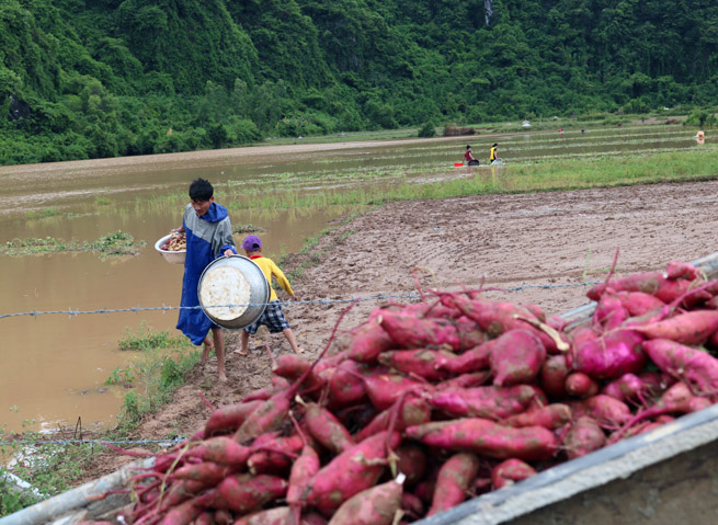 Nông dân xã Đức Hoá thu hoạch khoai lang chạy lũ.