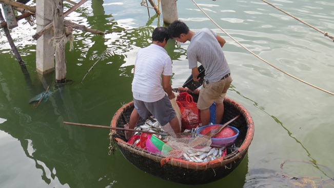 Dùng thuyền thúng đưa cá vào bờ