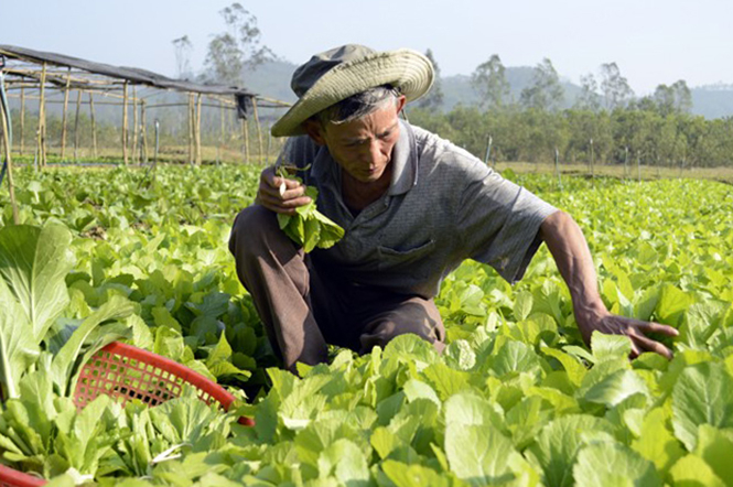 Mô hình rau sạch góp phần tăng thu nhập cho người dân.