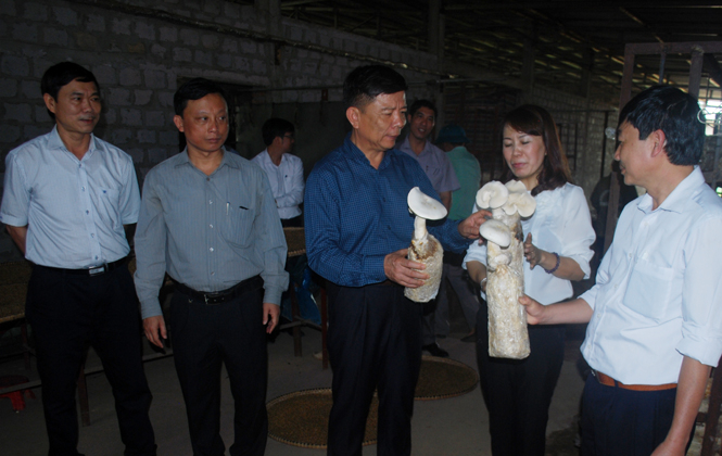 Đồng chí Nguyễn Hữu Hoài, Chủ tịch UBND tỉnh thăm mô hình sản xuất nấm tại HTX nấm Tuấn Linh (xã Sơn Lộc, huyện Bố Trạch).