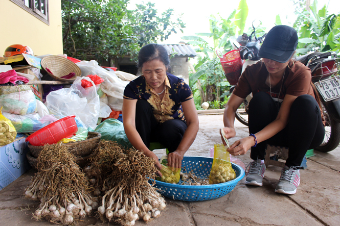 Quy trình bảo quản, đóng gói sản phẩm tỏi Ba Đồn được các cơ sở cung ứng chú trọng.