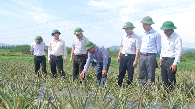 Đồng chí Nguyễn Hữu Hoài, Chủ tịch UBND tỉnh kiểm tra tình hình sản xuất nông nghiệp tại huyện Bố Trạch.