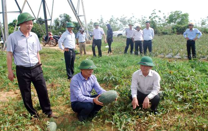 Đồng chí Nguyễn Hữu Hoài, Chủ tịch UBND tỉnh kiểm tra tình hình sản xuất nông nghiệp tại huyện Bố Trạch.