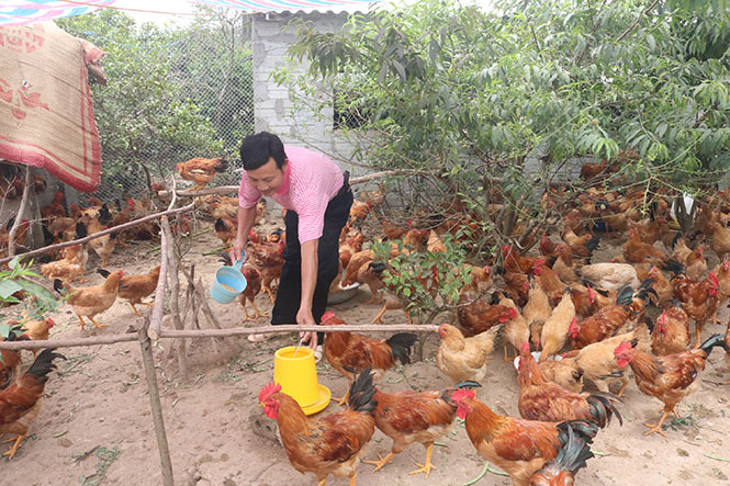 Nhờ được đào tạo nghề, nhiều nông dân huyện Quảng Trạch đã mạnh dạn mở rộng quy mô làm ăn sản xuất để vươn lên thoát nghèo, trở thành hộ khá giả.