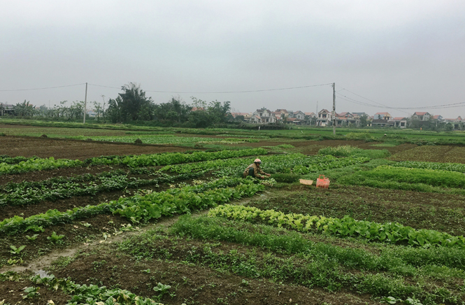 Rau sạch Đức Hoa (Đức Ninh, TP. Đồng Hới) đang gặp nhiều khó khăn trong việc tìm kiếm thị trường tiêu thụ ổn định.