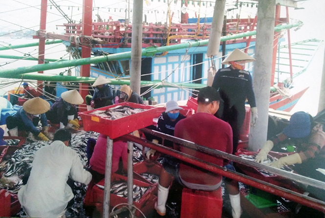 Việc đánh bắt thuỷ sản của bà con ngư dân phường Quảng Phúc mang lại hiệu quả kinh tế cao. 